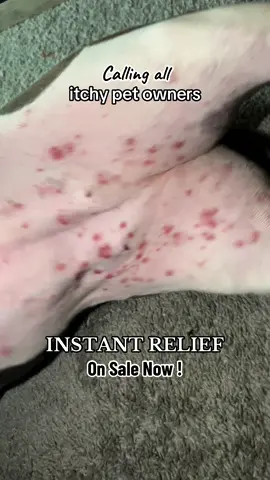 INSTANTTTT RELIEF #CassielPet #CassielPetSpray #PetSkinSpray #ItchyPets #ItchyDog #ItchyCat #PetSkinProblems #ItchyPet #tiktokShopHolidayHaul #TikTokShopFinds 
