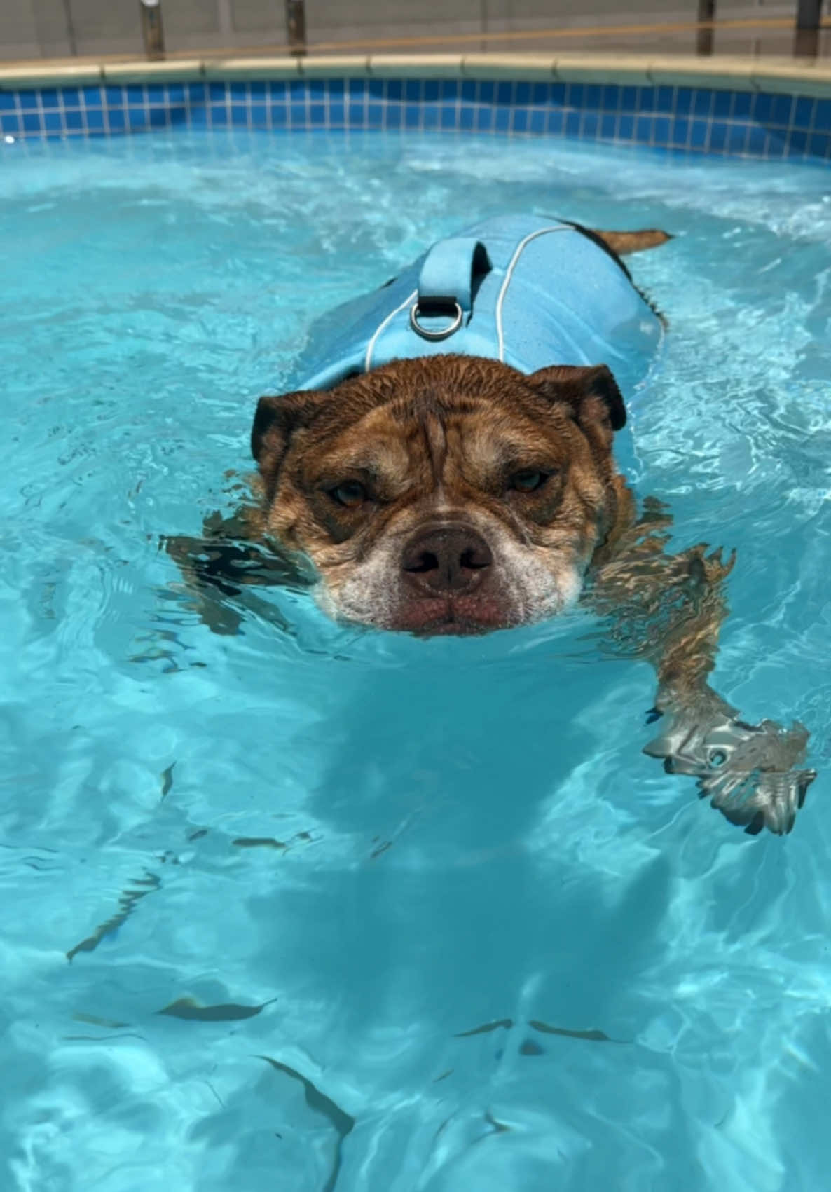 Its heating up in Sydney - come for a swim with Carlos #safetyfirst #lifejacket #swim #dogswimming #dog #fyp #safe 