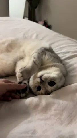 The cutest baby on earth 😭💖 #scottishfold 