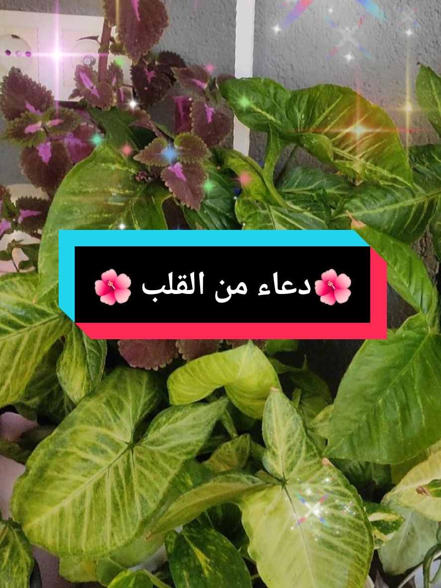 #CapCut ##🌺❣️🌺 #دعاء يريح القلوب#يارب رحمتك وفرجك ##ytp #ytp #