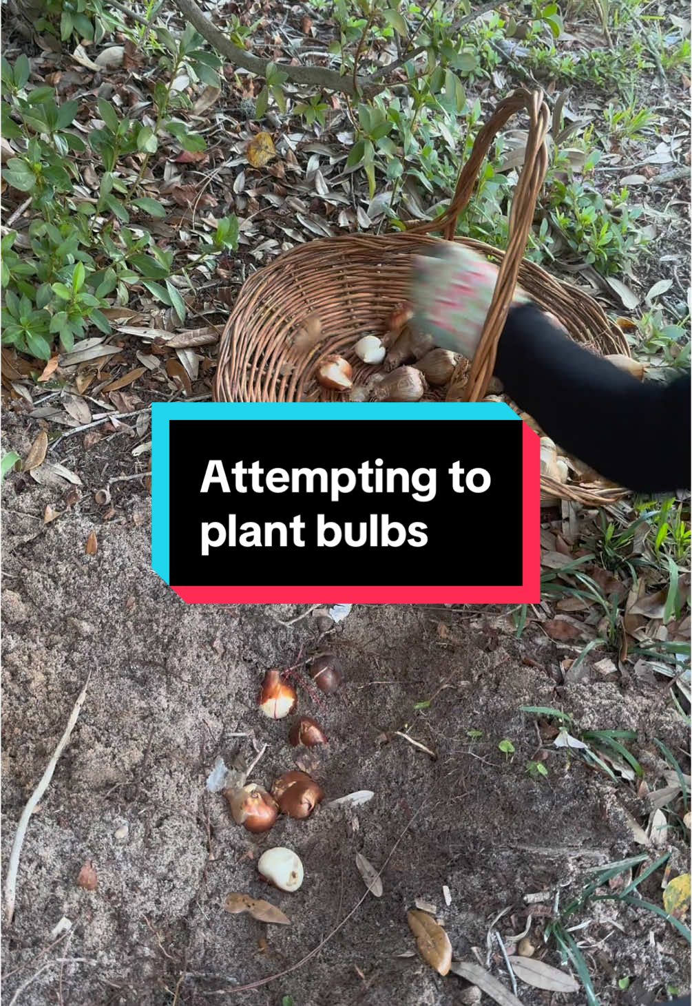 Planting bulbs for spring in zone 9a! I’m an extreme beginner when it comes to flowers, so do not use this video for guidance as I probably did a lot wrong😂 #bulbs #tulips#daffodil 