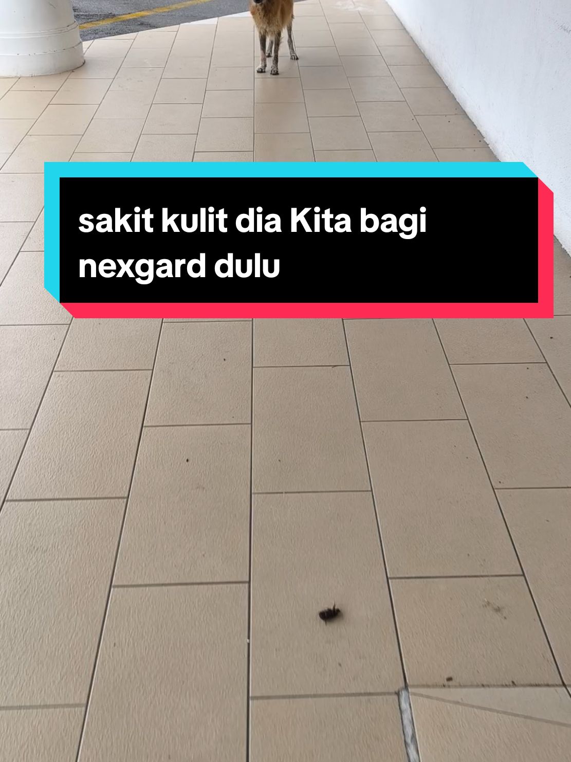 jumpa budak sakit kulit dekat pasar 