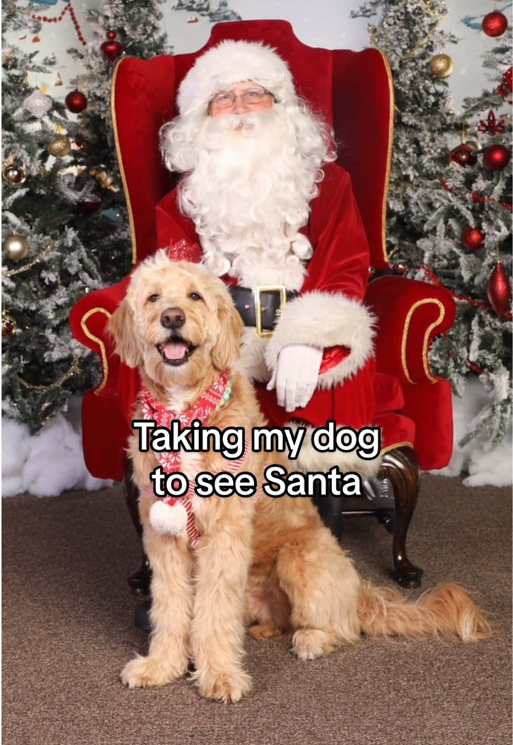 Most adorable Santa photos 🥰 #cutedogs #goldendoodle #christmasphotos 