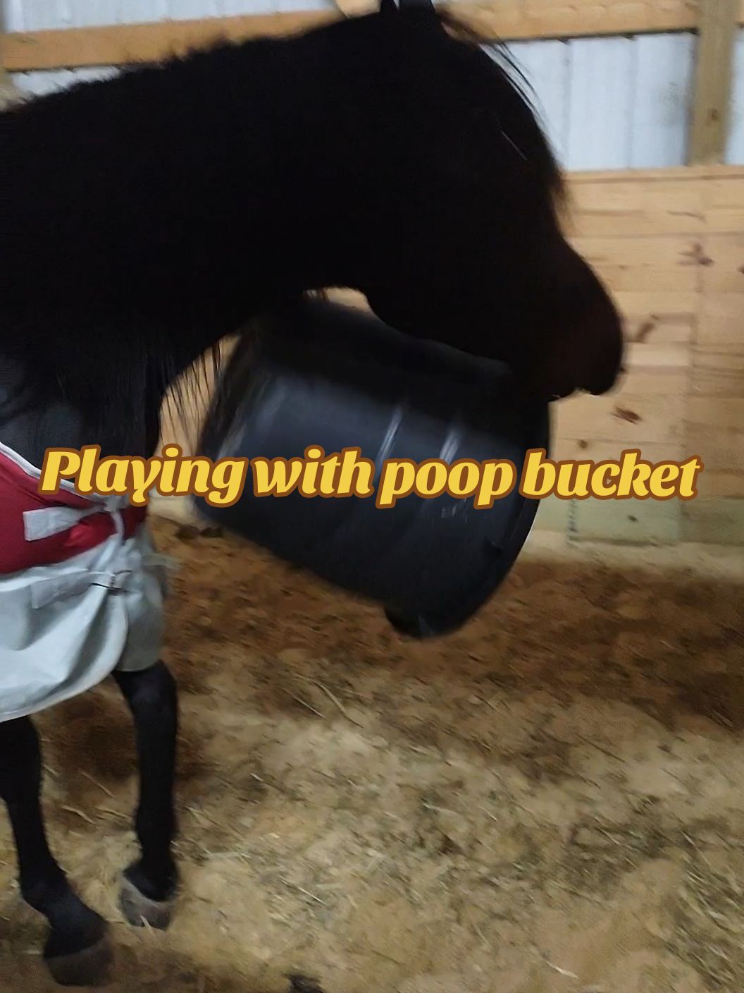 Arabian stallion is soooo helpful when I want to pick his stall with him in it. 😂🤦‍♀️ He can't just be a normal horse. #arabianhorse #horse #horsesoftiktok #funnyhorse #cleaningstalls #farmlife 