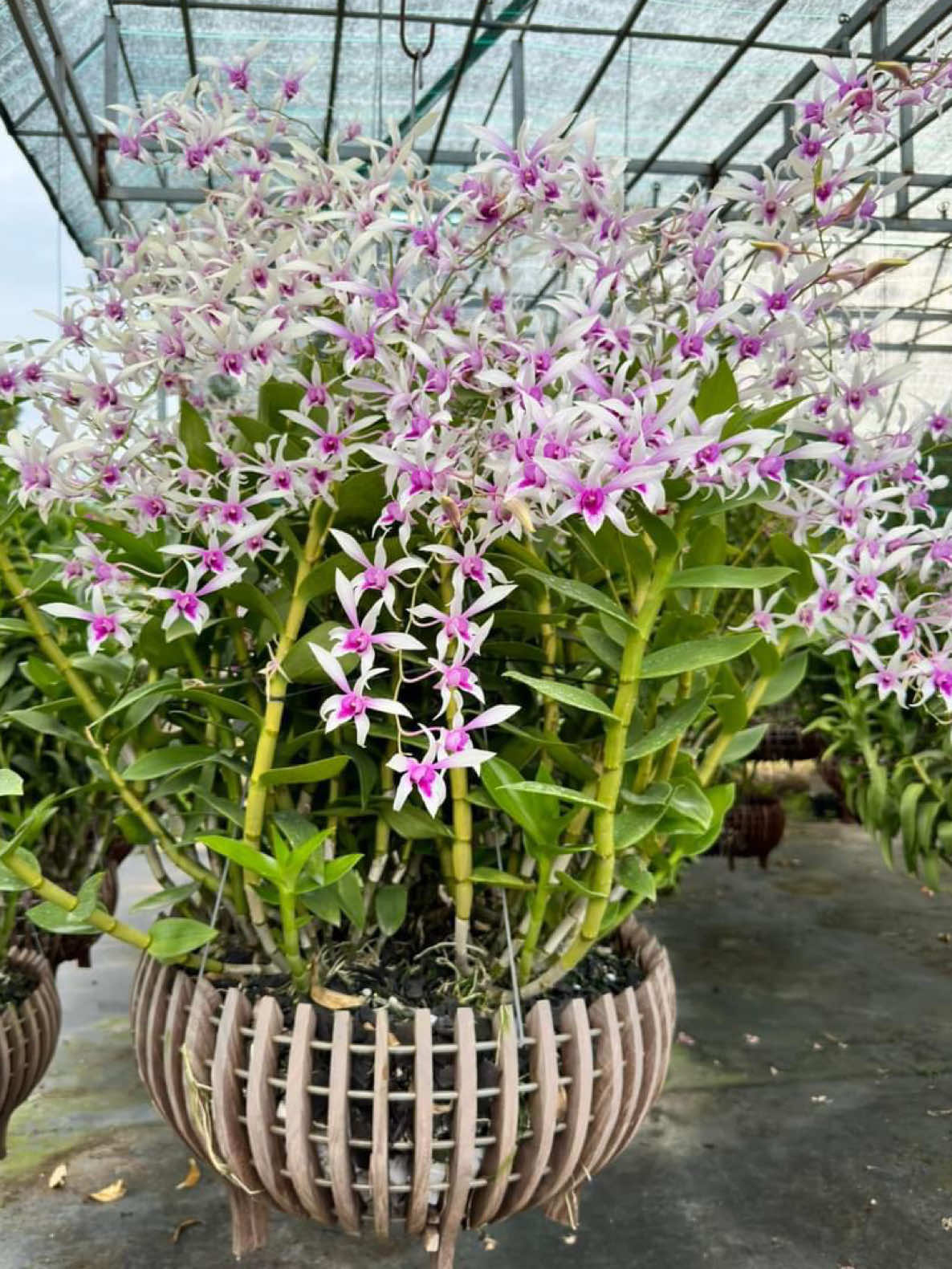 Màu sắc của sự thanh lịch và độc đáo “DENDRO ALBA XƯA”#hoa #orchid #xuhuong #xuhuongtiktok #hoalanmuaxuan #dendro 