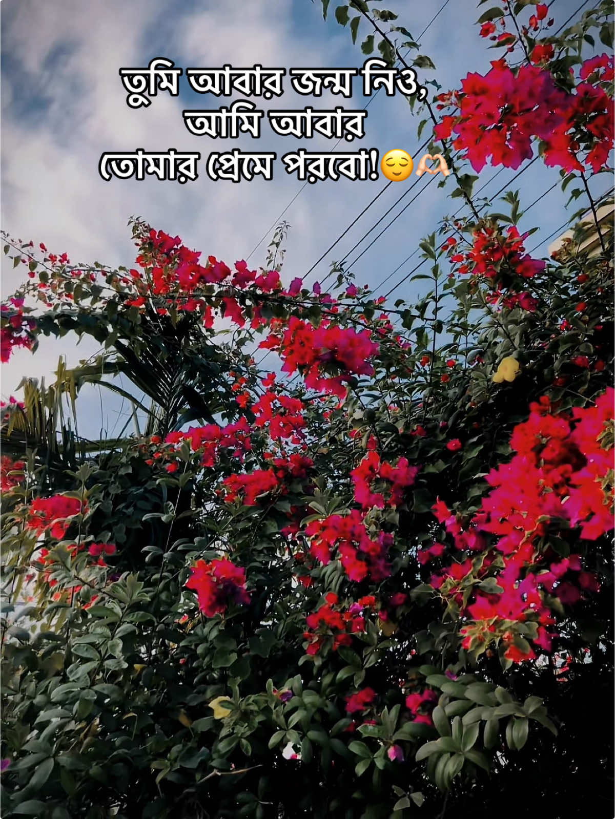 তুমি আবার জন্ম নিও, আমি আবার তোমার প্রেমে পরবো!😌🫶🏻 #unfreezemyacount #foryoupage #viral #fyp 