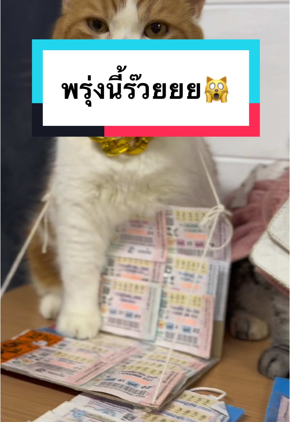 พรุ่งนี้รวยคับ พรุ่งนี้รวย😻 #cats  #catcute  #ลอตเตอรี่ที่รัก  