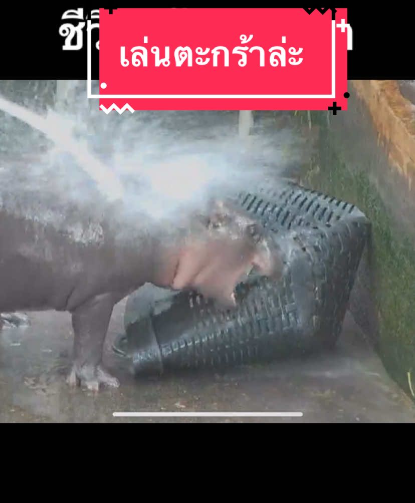 หาของเล่นแหละ😬😆🤣 #หมูเด้ง #moodeng #pygmyhippo #สวนสัตว์เปิดเขาเขียว 