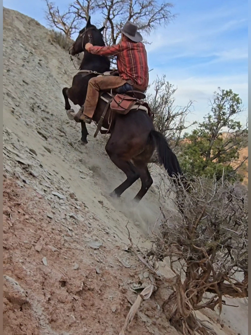 Getting up can be tricky #horsesoftiktok #mustanghorse #horses #mustang #cowboy #fyp #blmmustang (Performed by Professionals)