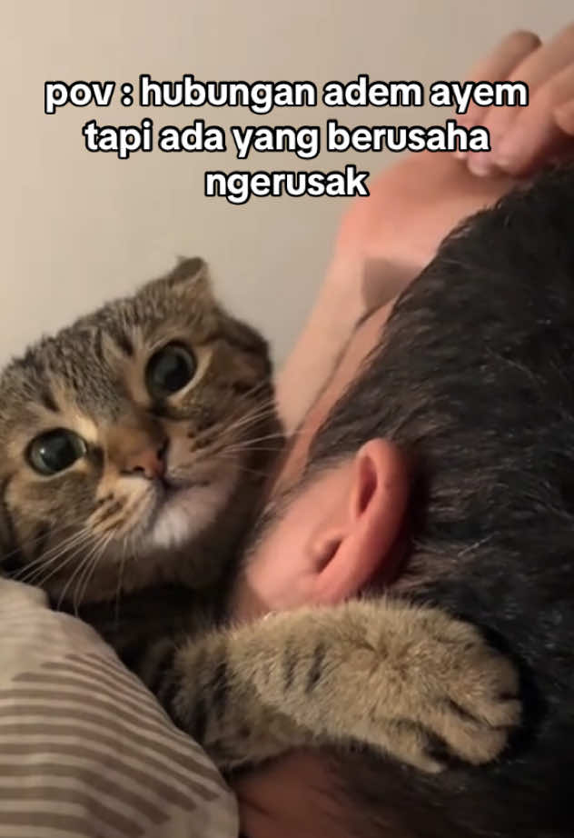 Ada aja ujiannya 🥲 #cats #catlover #catvideo #funny #cat #catsoftiktok #lover #lovers #Relationship #fyp #fypage #fpyツ #fpy_tiktok #xyz #bcaxyz 