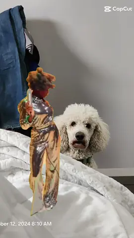 #CapCut #funnyvideo #letsgo #fyp #watchoutnow #crazy #funn #foryourpage #poodle #poodlesoftiktok #dogsoftiktok #dogs 