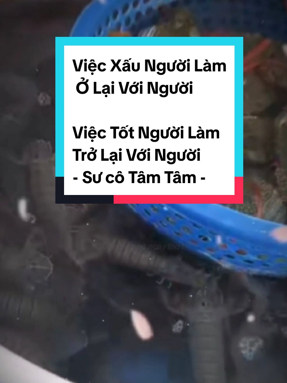 Việc Xấu Người Làm Ở Lại Với Người  Việc Tốt Người Làm Trở Lại Với Người - Sư cô Tâm Tâm -  CHÚC MỌI NGƯỜI BÌNH AN , THÀNH CÔG , MAY MẮN, TINH TẤN , CỐNG HIẾN 🪷🪷🪷🪷🪷 #nam_mô_dược_sư_lưu_ly_quang_vương_phật #30thang9âl_vía_đức_phật_dược_sư #điatangvươngbôtat #adidaphat #Pháp_Danh_Minh_Tú_ #tụng_kinh #phóng_sinh #cúng_dường #chú_tiêu_tai_cát_tường_thần_chú #universe #chú_đại_bi_ #chú_dược_sư_ #kinh_dược_sư_ #quantheambotat #xhtiktok #buddha #999 #thank  #nam_mô_thập_nhị_thần_tướng_đại_dược_xoa  #nam_mô_thất_phật_dược_sư_như_lai #quantheambotat #dainguyendiatangvuongbotat #pháp_môn_dược_sư  #nam_mô_thiên_thủ_thiên_nhãn_đại_từ_đại_bi_quan_thế_âm_bồ_tát #xuhuong #xuhuongtiktok  #vietnam #vietnamtoiyeu #Love #loveyou #you #universe #budda #tuvi #tuvituongso #tuvisomenh #tuvi12congiap #tuvihangngay #phongthuy #phongthuytamlinh #tamlinh #tamlinhhuyenbi #huyenhoc #ungdungthansohoc #thansohoc #magic #destiny #vietnam #vietnamtoiyeu #usa #number 