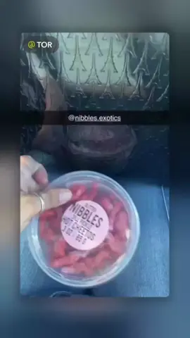 Get our Viral Glitter Pickle Hot Cheetos on our tik tok shop #fypシ #fyp #fyppppppppppppppppppppppp #munchies #snacktok #candytok #foodietok #foodies #Foodie #foodietiktok #FoodTok #candyshop #candy #shopping #candystore #hotcheetos #picklehotcheetos #pickle #pickles #pickletok 