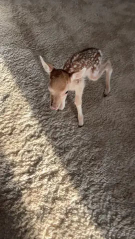 #f #fyp #foryou #x #catsoftiktok #اكسبلوررر #غزال #المها🦌 #تصويريء 