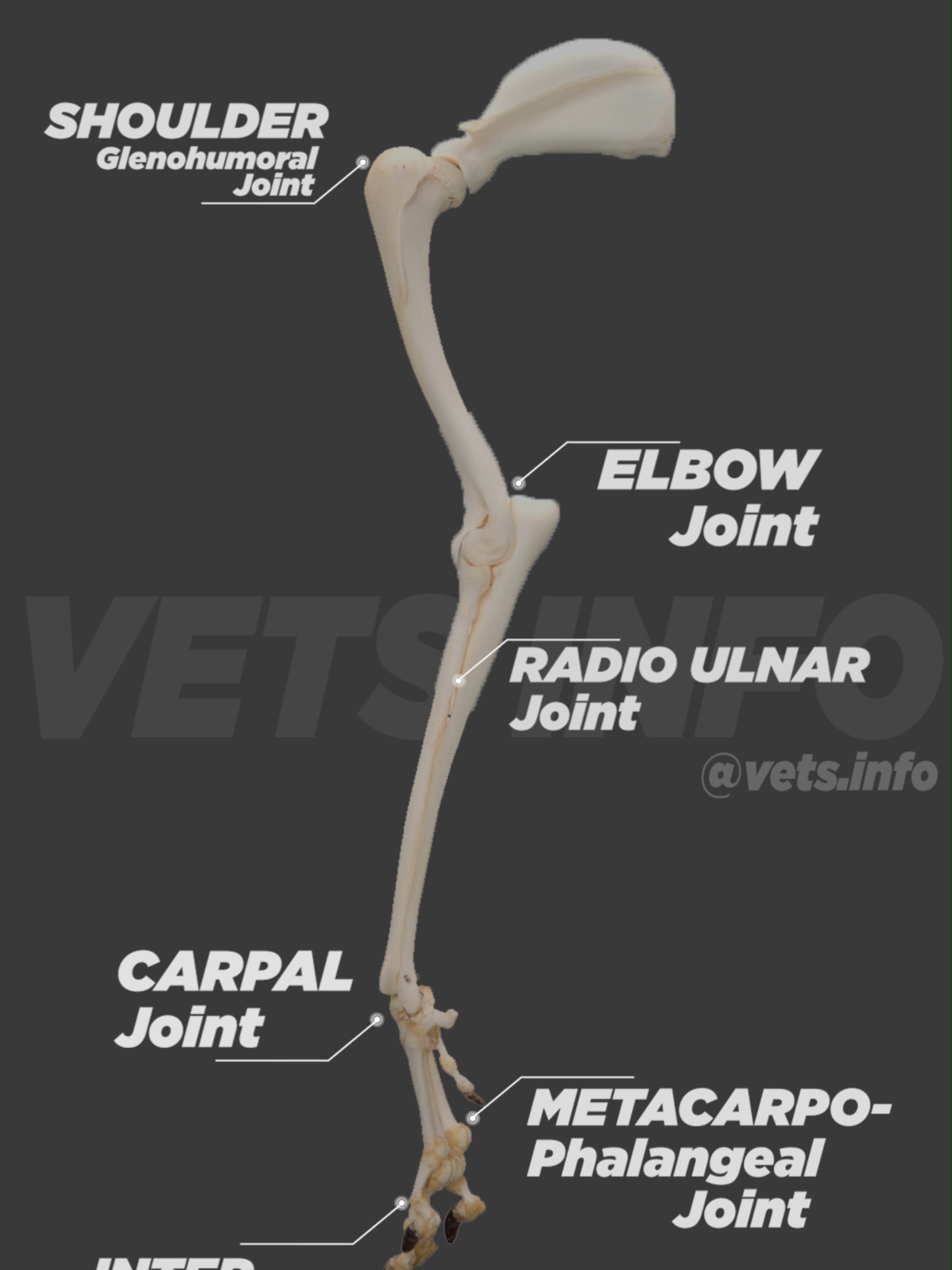 Dogs Forelimb Basic Anatomy Basic Anatomy of a Dog's Forelimb Joints 1. Shoulder Joint: Type: Ball-and-socket (glenohumeral) joint. Movement: Flexion, extension, limited rotation. Articulation: Scapula (glenoid cavity) and humerus. Stabilization: Surrounding muscles, including the supraspinatus and infraspinatus. 2. Elbow Joint: Type: Hinge joint. Movement: Flexion and extension. Articulation: Humerus, radius, and ulna. Key Structures: Anconeal process and collateral ligaments for stability. 3. Carpal Joint (Wrist): Type: Composite joint with multiple articulations. Movement: Flexion, extension, slight lateral movement. Articulation: Radius, ulna, and carpal bones. Subdivisions:Antebrachiocarpal joint. Middle carpal joint. Carpometacarpal joint. 4. Metacarpophalangeal Joints: Type: Hinge joints. Movement: Flexion, extension. Articulation: Metacarpal bones and proximal phalanges. 5. Interphalangeal Joints: Type: Hinge joints. Movement: Flexion, extension. Articulation: Proximal and distal phalanges. Key Functions: The forelimb joints facilitate weight-bearing, locomotion, and various movements. Proper joint health is vital for mobility and performance. #vet #vetsinfo #vetmed #bcse #navle #ecfvg #neb #bovine #cattle #equine #cats #animallovers #vetdoc #cardiactemponade #cardiac #heart #doghealth  #animation #forelimbanatomy #anatomy #veterinaryanatomy #dogsanatomy #dogshealth