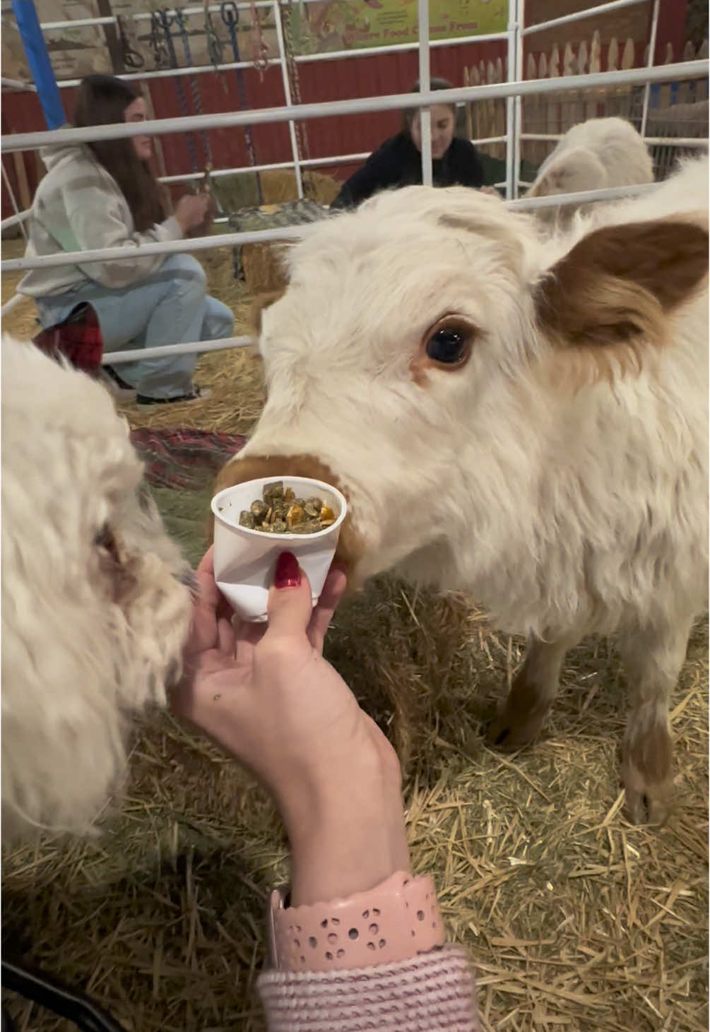 Cuddling with baby cows for the holiday season🤍 #babycows #cuddling #holidayseason #cuteness #vertucciofarms #mesa #az #fyp #foryou