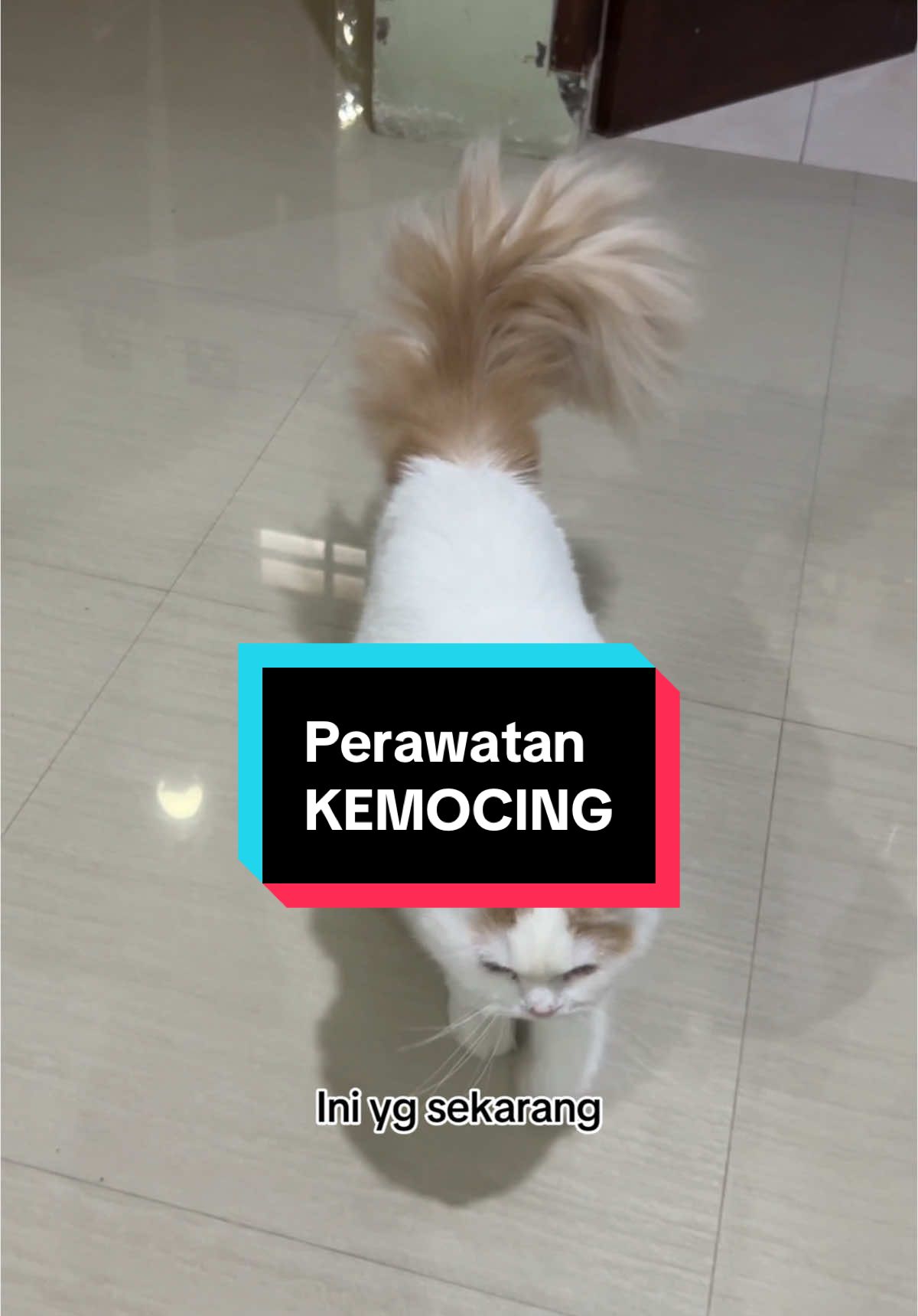 Sebelum dan sesudah berubah jadi kemocing #kemocing #kucinggemoy #kucinglucu #vitaminkucing #petglowpawlakor #catsoftiktok 