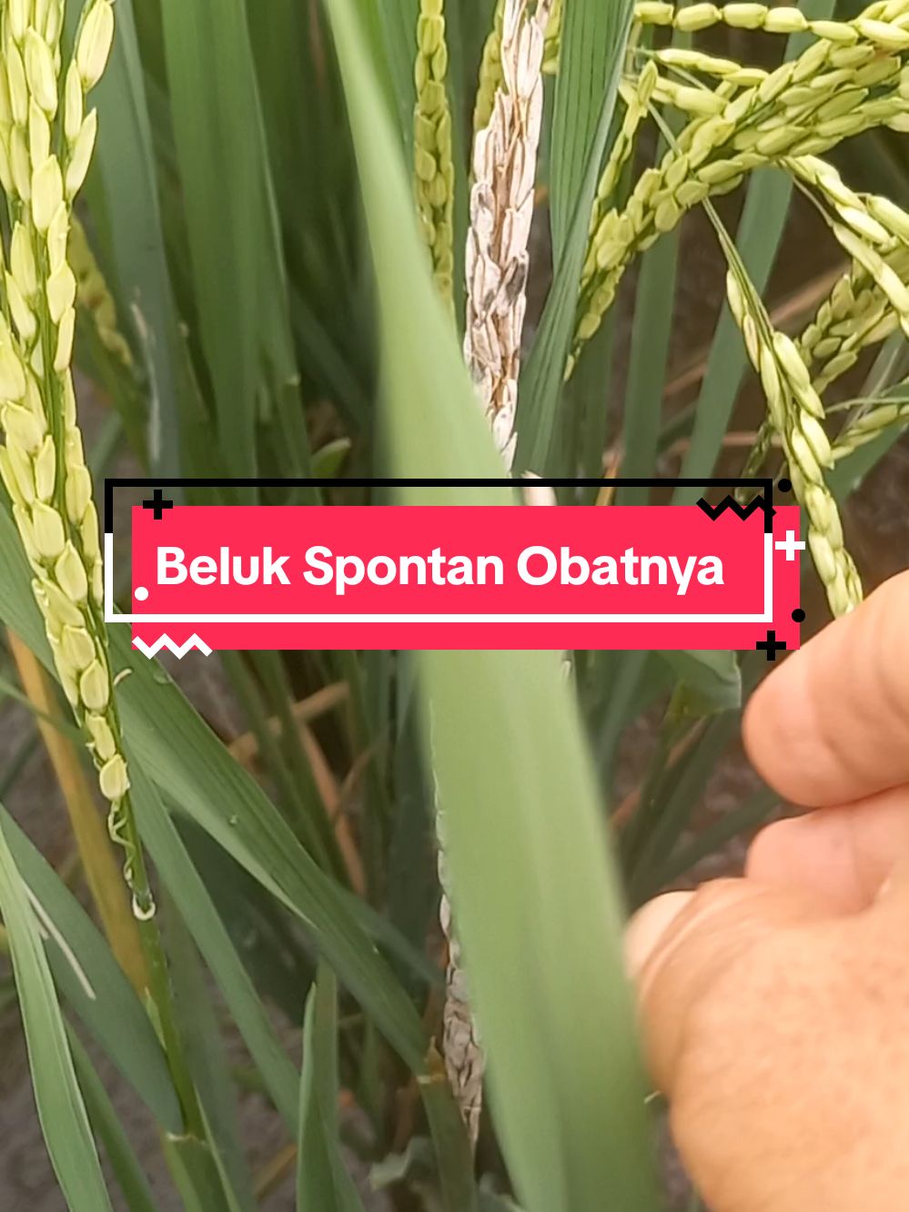 INSEKTISIDA SPONTAN 400 SL 500#padisawah #Ulat #penggerek#beluk#sundep#fyppppppppppppppppppppppp 