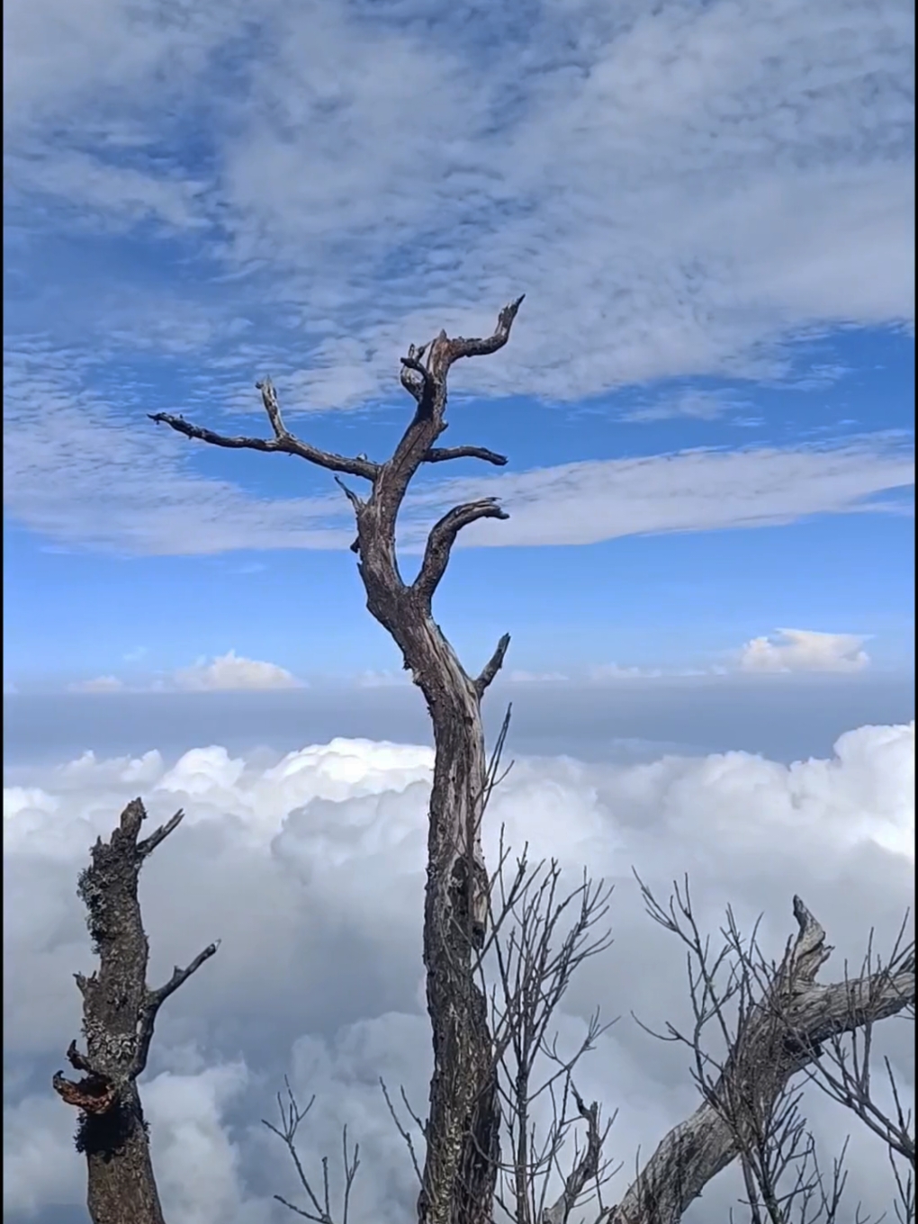 #TTPetualangPro  ngapain cape cape naik gunung???  #foryou #fyp #pendakigunung 