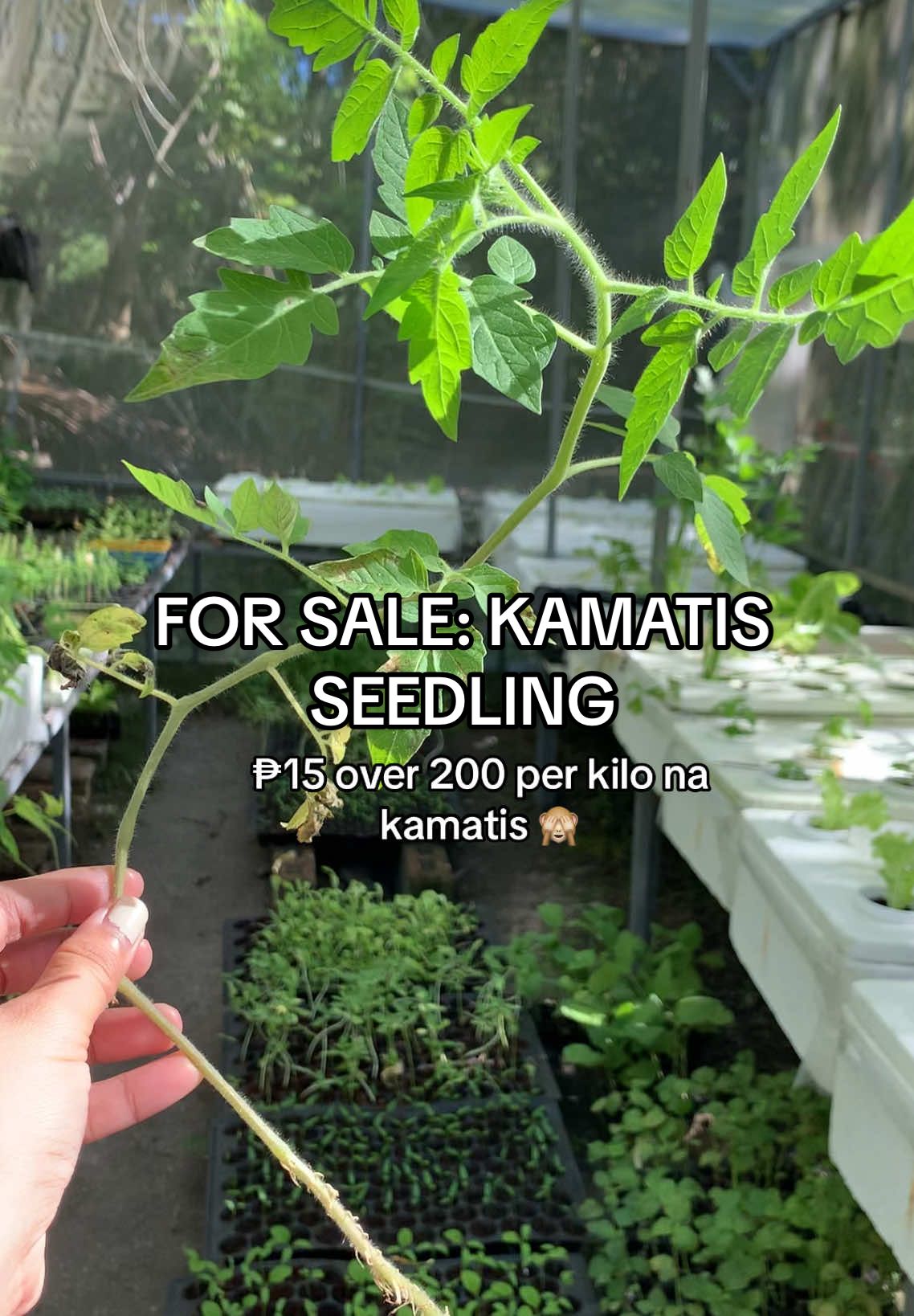 Bababa din naman kilo ng kamatis diba? 😭 #kamatis #seedlings #gardening #greenhouse #farming #agriculture #forsale #hydroponics 