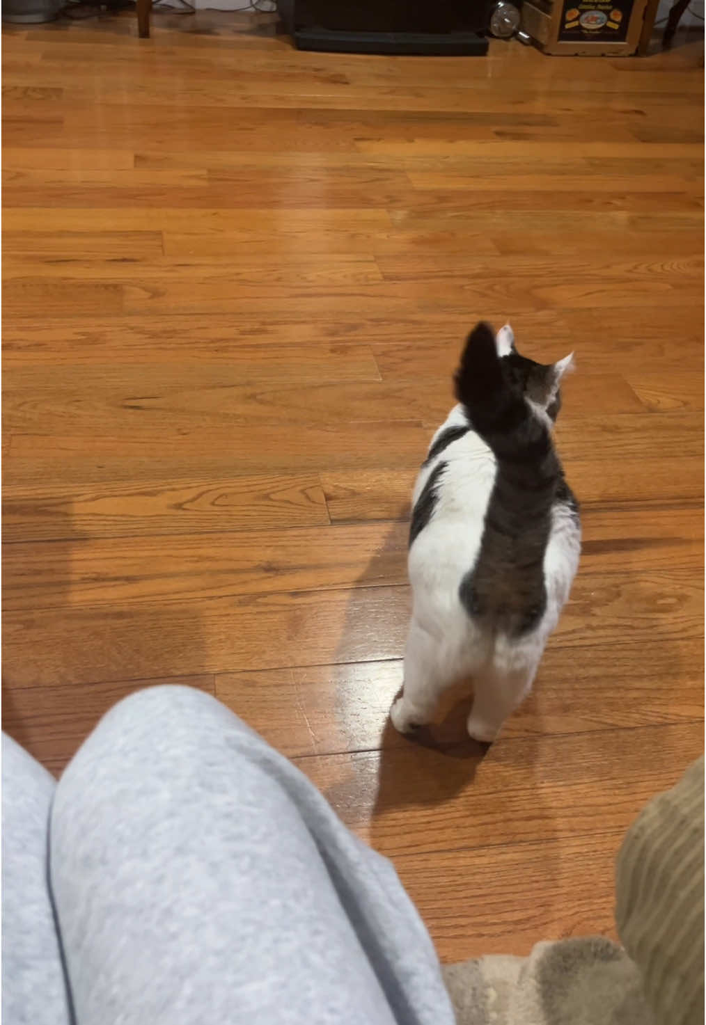 this fat cat can’t just sit still 🥲 #catsoftiktok #relatable #funny #viral? #fyp #cats #chloethecowcat