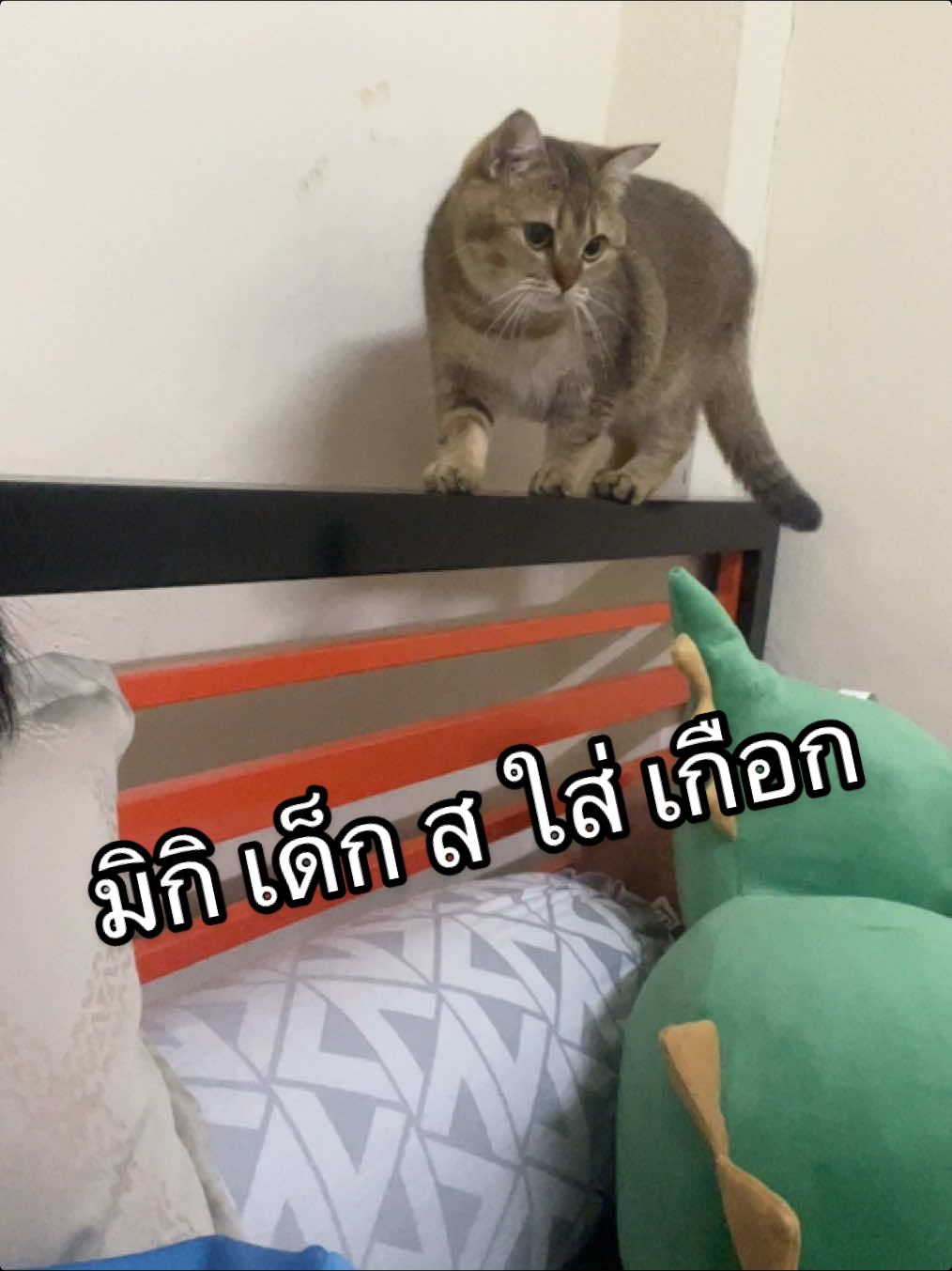 เด็ก ส ใส่ เกือก = มิกิ 😹#มิกิแมวสลิด🐯 #นักวิชาการศึกษา📚 #เด็กใต้ป้ายพัทลุง⛰️ #มีช่องเดียว 