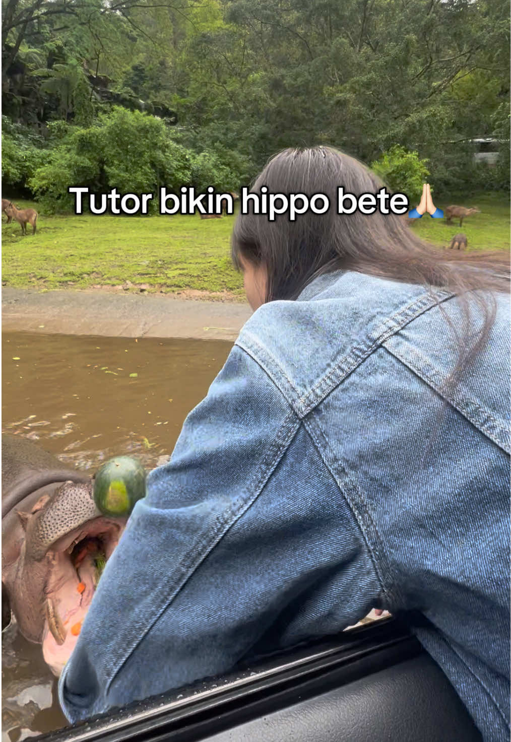 Maapin ya hippo🥹🫶🏻 #tamansafari #tamansafariindonesia 