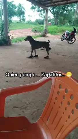 Quien pompo... #quienpompo #comedia #funny #funnyvideos #firulais #firulaisentiktok 