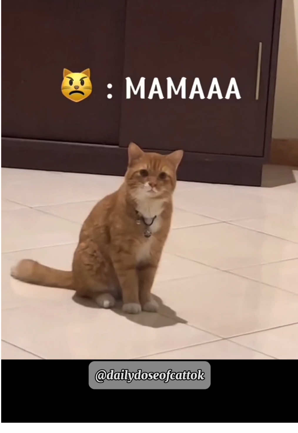 It’s Sunday ☀️ Let’s start the day with funny cats and talking cats🤣 #funnycats #funny #cats #foryou #funnypets #catsoftiktok #talkingcat 