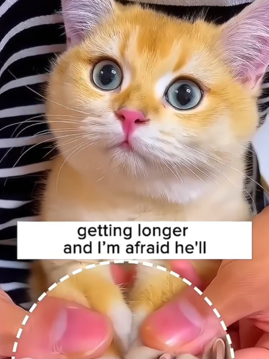 Cat claws cutting facts🤯🤯😱😱😱 #animal #worldfacts #worldfacts14 #knowledge #science #foryou #foryoupage #viral_video #foryou #viral_video #foryoupage #trending #entertainment #ai #sciencefacts #creatorsearchinsights #foruyou #viral #viral #fypシ #facts #factsdaily 