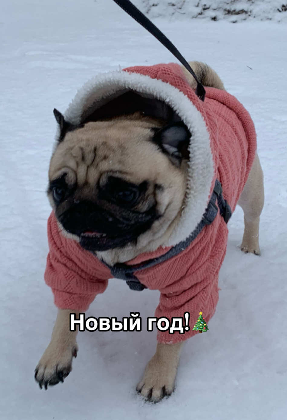 Сопля? #pug #pugsoftiktok #dogsoftiktok #dog #мопс #новыйгод #новийрік 