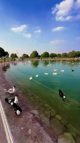 “Peaceful moments by the duck pond in Aspire Park 🌿✨ Watching these graceful birds float across the serene water is truly relaxing and refreshing. 🦆💦 لحظات هادئة بجانب بركة البط في حديقة أسباير 🌿✨ مراقبة هذه الطيور الرشيقة وهي تسبح في المياه الهادئة تجربة مريحة ومنعشة. 🦆💦 #AspirePark #DuckPond #NatureVibes #QatarParks #RelaxAndUnwind #حديقة_أسباير #بركة_البط #هدوء #قطر #استرخاء_طبيعي”