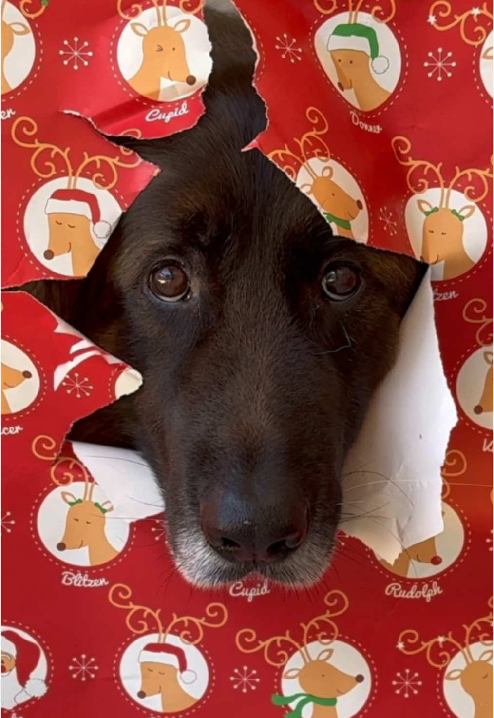 Kaos is all wrapped up for Christmas #fyp #germanshepherd #christmas #wrappingpaper 