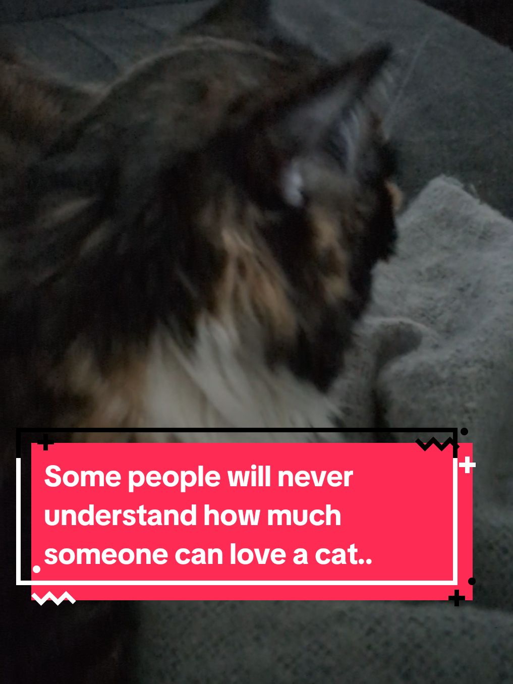 Some people will never understand how much someone can love a cat.. #catsoftiktok #kittenlovers #kittensoftiktok #catlovers #cattok #catfacts 