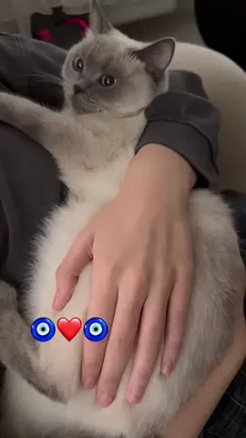 #kediliyoz🐈‍⬛😻 #cat🐈‍⬛🐈‍⬛ #keşfet🐈‍⬛🐾🐾 