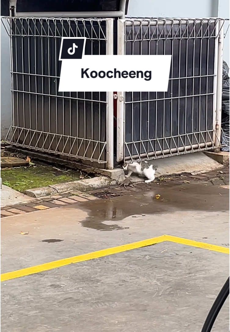 #kucingtiktok #catsoftiktok 