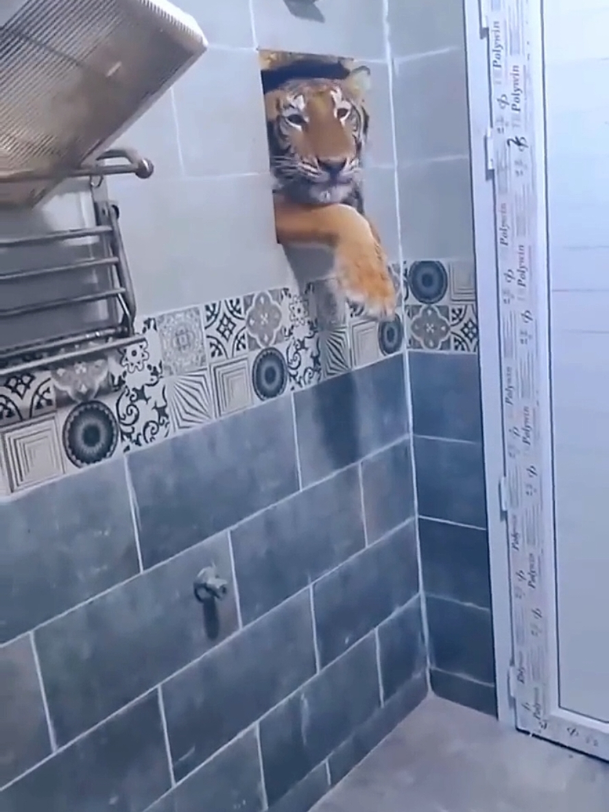 Tiger spotted into bathroom 🐯😱 #tiger #spotted #bathroom #india #news #indianews #tamil #famouse #rending #viral #shocking #fyp 