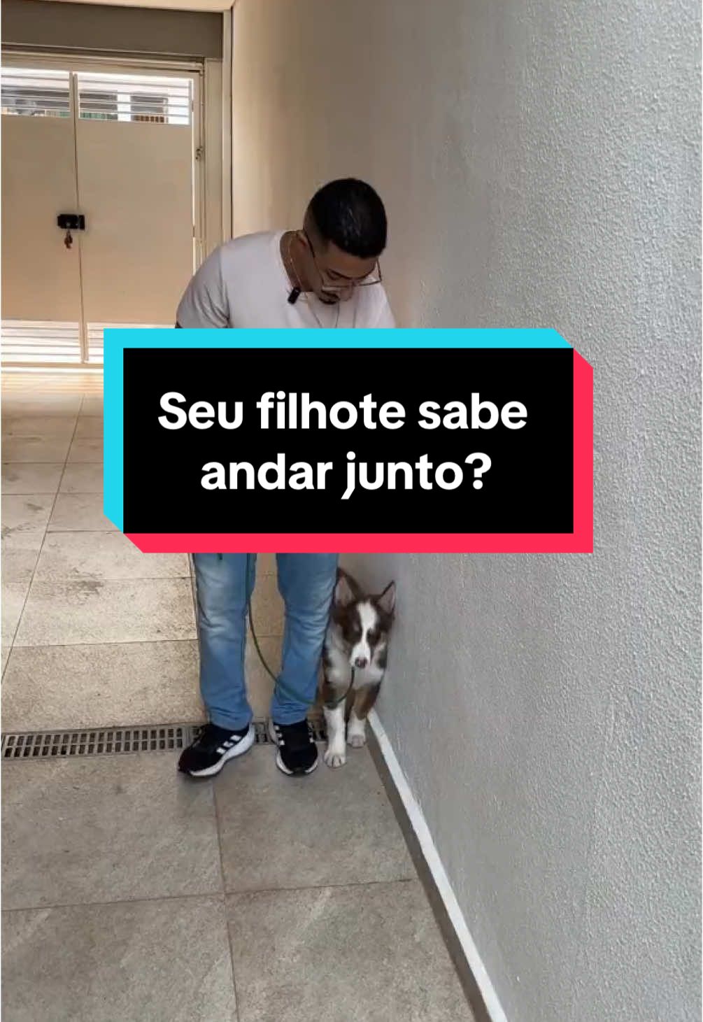 Seu cão sabe andar junto? Comenta aqui 👇🏻  #cachorro #caes #adestramento #adestrador #filhote #bordercollie #puppylove #puppydog #border #obedience 