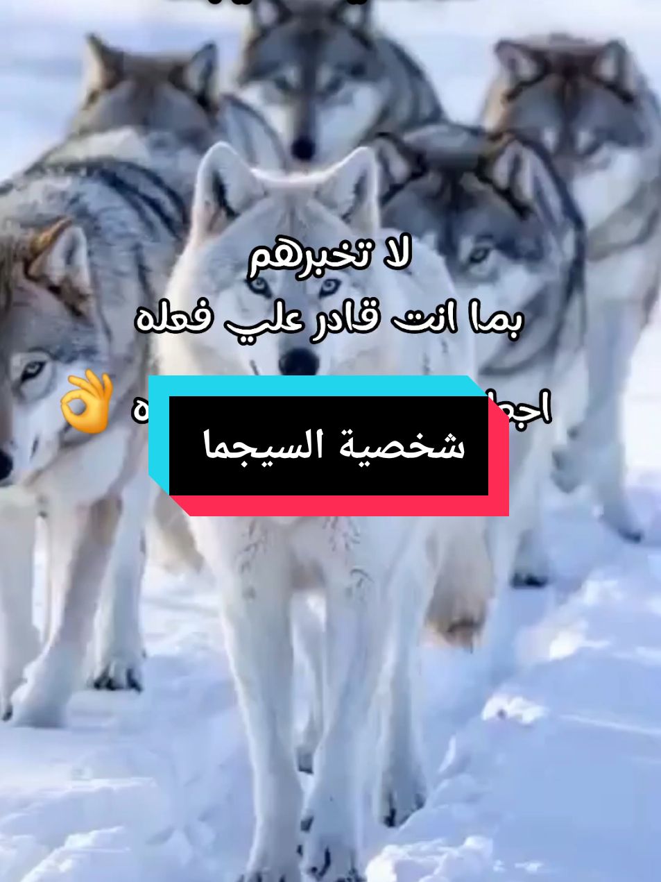 شخصية السيجما  sigma personality  #pourtoii #sigmafemale #sigmafemale #alphafemale #alphafemale #motivasi #motivación #motivazione #motivation #loup_solitaire #loup #السيغما #سيغما #السيجما #سيجما #الذئب_المنفرد #الذئب_الوحيد 