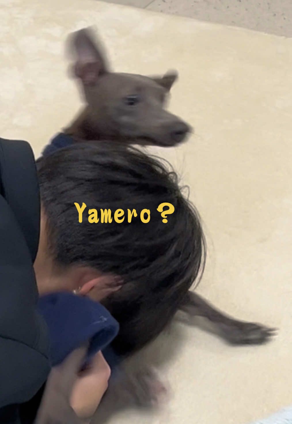 犬吸い？はぁ？なめとんかっ #Vlog #italiangreyhound #fyp #dogsoftiktok #イタグレ #おすすめ #viral #xybca #pet #癒し #面白い #fanny #slowmo