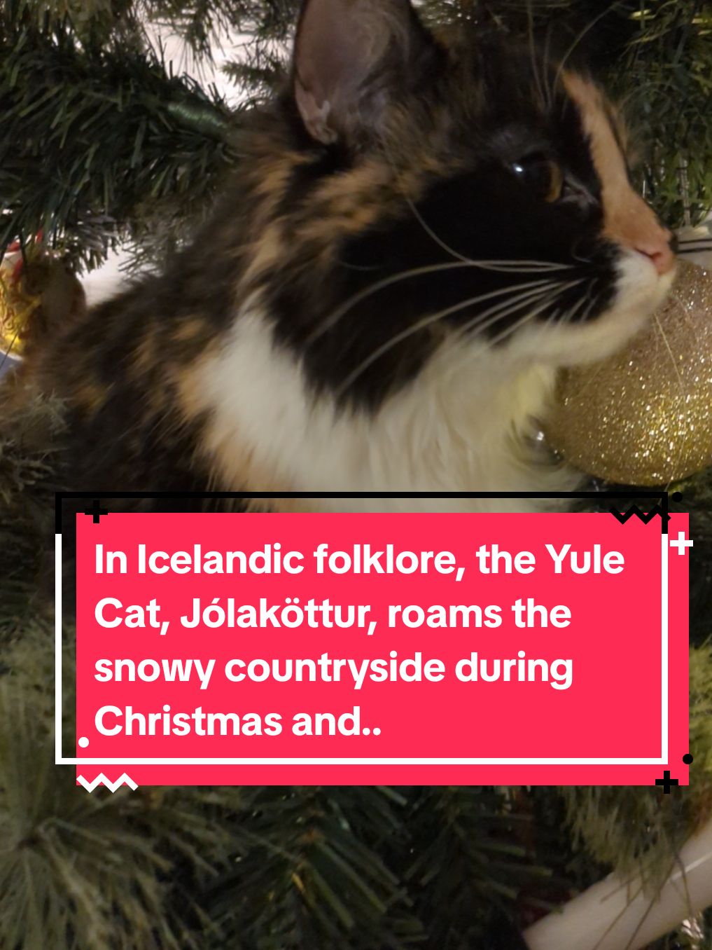 In Icelandic folklore, the Yule Cat, Jólaköttur, roams the snowy countryside during Christmas and.. #kittenlovers #kittensoftiktok #catlovers #cattok #catfacts 