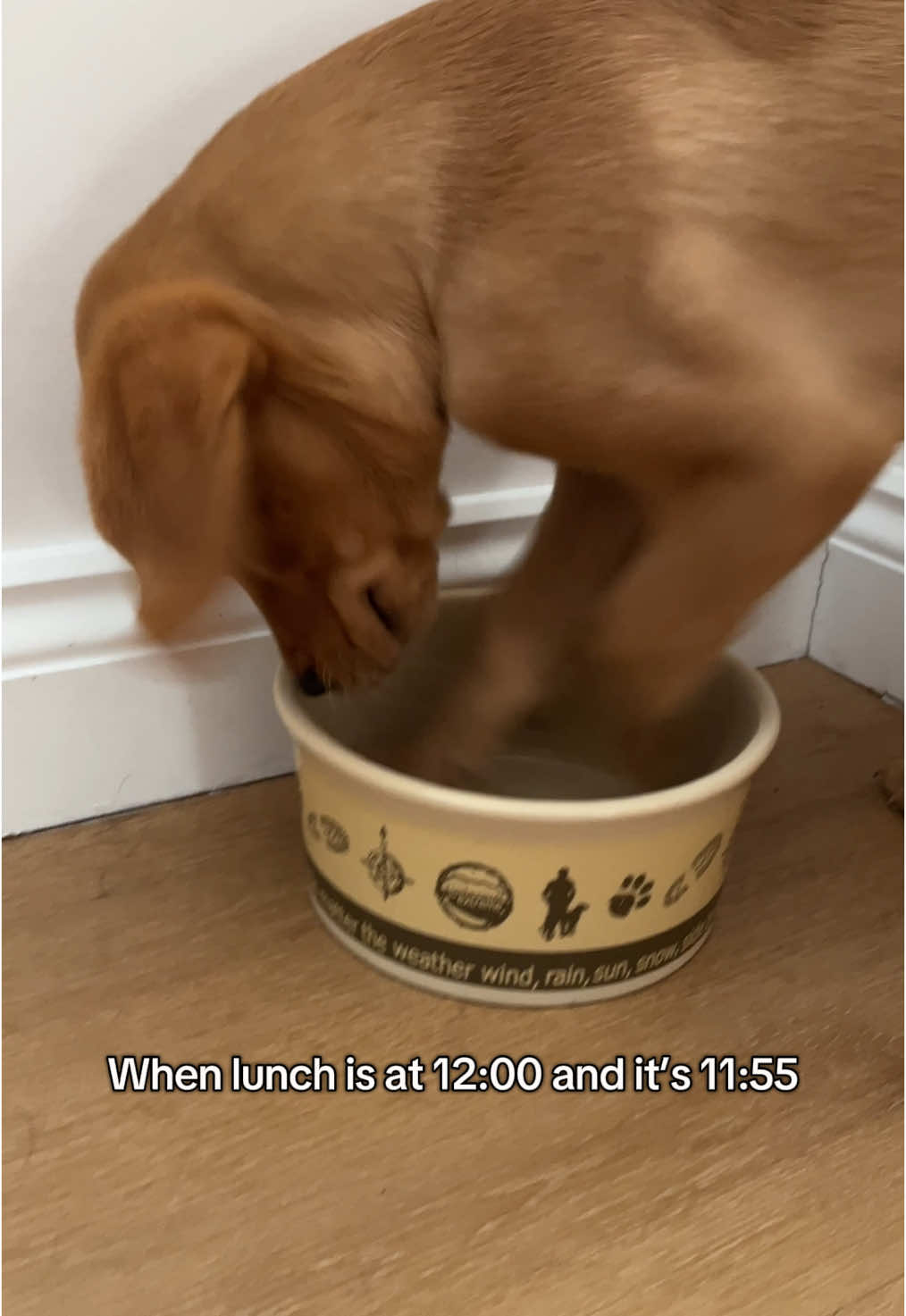 Classic labrador hungry 24/7 🤣 #dogsoftiktok #puppiesoftiktok #puppy #labrador #labradorpuppy #funny