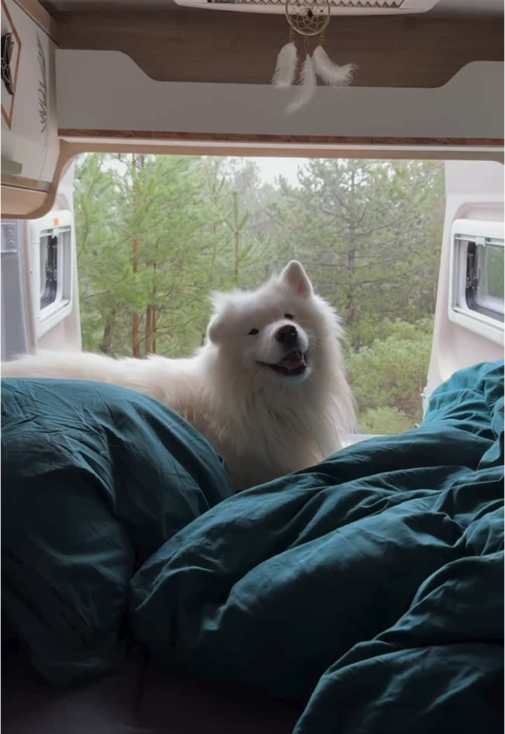 Wiggles in the van 😍🌲 Adventure Day 15 / 24 ❤️ #earwiggles #van #dog #samoyed 