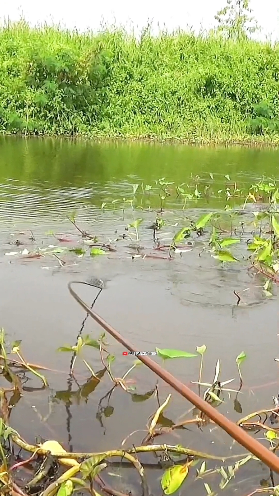 nila babon super yang buat joran hampir patah #fyp #mancing #fish #fishing 