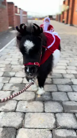 Santa and his best new reindeer, Ozzy 🦌🎅🏾❤️ #OzzyTok #smallbutmighty #majestic #miniaturehorses #christmas #sleigh #fyp #zoomzoom #colt #stallion #santa #reindeer 