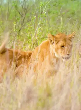 Part 8#fyp #lion #animals #animalswildlife #foryoupage 
