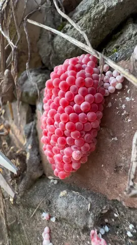 Apple snail eggs, easily recognizable by their bright pink or orange color, are laid in clusters above the waterline on plants and other structures. These eggs belong to various species of apple snails, aquatic mollusks that are often found in freshwater habitats. Originating from South America, these snails have been introduced into various ecosystems around the world, sometimes as part of the aquarium trade or for aquatic weed control. The introduction of apple snails into non-native environments can have significant ecological impacts. Their eggs hatch into voracious juveniles that grow quickly and consume vast amounts of vegetation. In ecosystems where they are invasive, apple snails can cause severe damage to aquatic plants, reducing biodiversity and altering habitats. This can lead to negative consequences for other species dependent on these plants for food and shelter, disrupting the entire aquatic food web. Moreover, the robustness of apple snail eggs contributes to the challenge of controlling their populations. The eggs have a unique calcium carbonate layer which protects them from desiccation and makes manual removal difficult. This protective layer ensures high survival rates, facilitating the rapid expansion of their populations in favorable conditions. In summary, while apple snails and their eggs can play a role in their native ecosystems, their presence in non-native areas is often problematic, leading to significant ecological disruptions and challenges in management and control. Crushing apple snail eggs is like crushing chicken eggs. It's not animal abuse because the eggs are not animals.  #AppleSnails #InvasiveSpecies #EcosystemDamage #AquaticPlants #BiodiversityLoss #EnvironmentalImpact #NatureConservation #AquaticInvasives #HabitatDisruption #WildlifeProtection #AppleSnailInvasion #EcoWarrior #SnailProblem #NatureAlert #SaveOurWaters #EcoCrisis #InvasiveAlert #ConservationTok #WildlifeRescue #EcoTips #SnailEggCrush #StopInvasives #EcoControl #InvasiveSpeciesFight #CrushInvasion #NatureDefense #HabitatProtectors #EggBusting #EcosystemWarriors #InvasiveCrunch #asmrnature #EggCrushASMR #SatisfyingCrunch #NatureASMR #EcoASMR #InvasiveASMR #RelaxingCrush #ASMRCommunity #soothingsounds #fyp #foryou #foryoupage #satisfying #satisfyingvideo #relax #relaxing #relaxingvideos #interesting #entertaining #invasivespecies #applesnail #applesnaileggs #snaileggs #snaileggcrushing #eggs #asmr #asmrvideo #asmrsounds #asmrtiktoks #asmrsound #asmrtiktok #nature #crush #crushing #crushingasmr #crunchy #crunchysounds #crunchyasmr #notanimalabuse #1minuteasmr #asmr1minute 