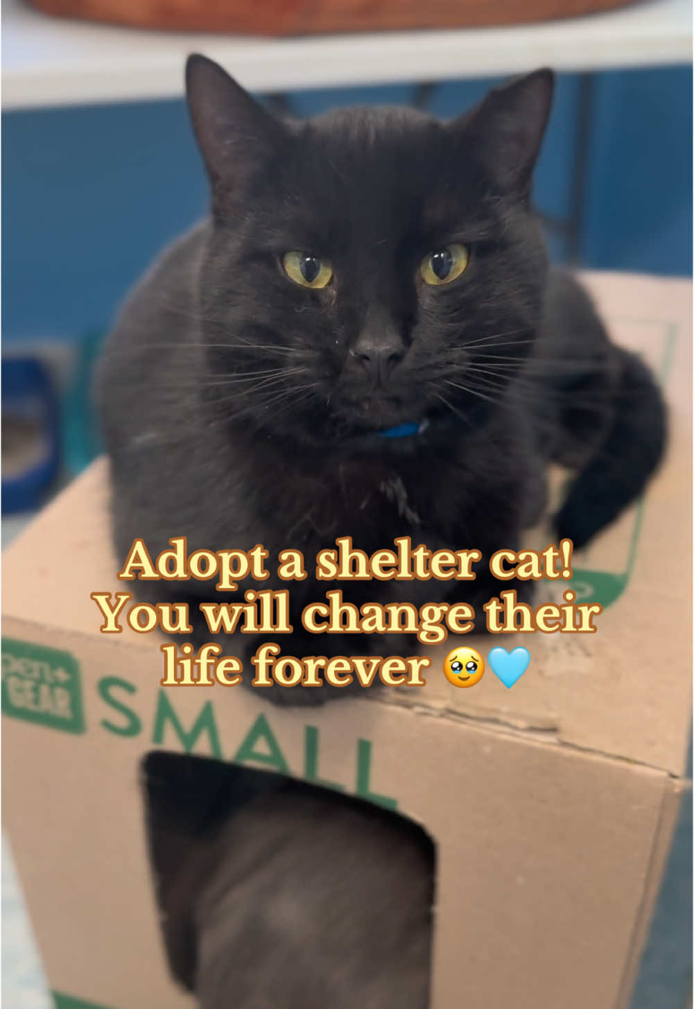 ADOPT A SHELTER CAT! 🩵🥹  We have over 150 cats/kittens waiting to be adopted!! They all come fukly vetted!! Please come visit us at 80 Easter Drive, Portsmouth, OH! 📍 #adoptdontshop #adoptasheltercat #adoptacat #catadoption #catsoftiktok #adoptingacat #adoptakitten #adoptfromshelters 