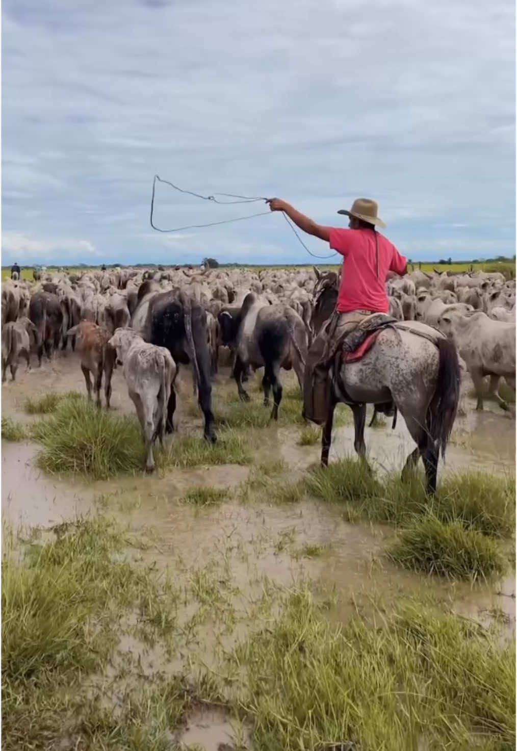 Asi se vive el llano #venezuela #caporal #vaquero #caballos #horses #sabana #ganado #western #bestias #amorporloscaballos #horselover #cabalgatas #venezuela #mundoacaballo #atardecerllanero #cuatro #golpellanero 