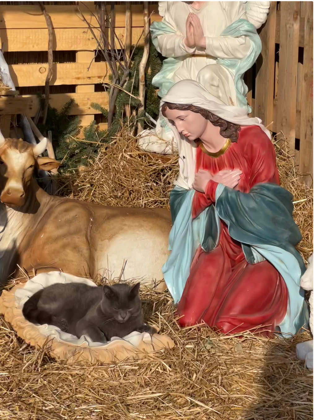 Maria che dici ?! 😼#cat#merychristmas #natale #presepe 